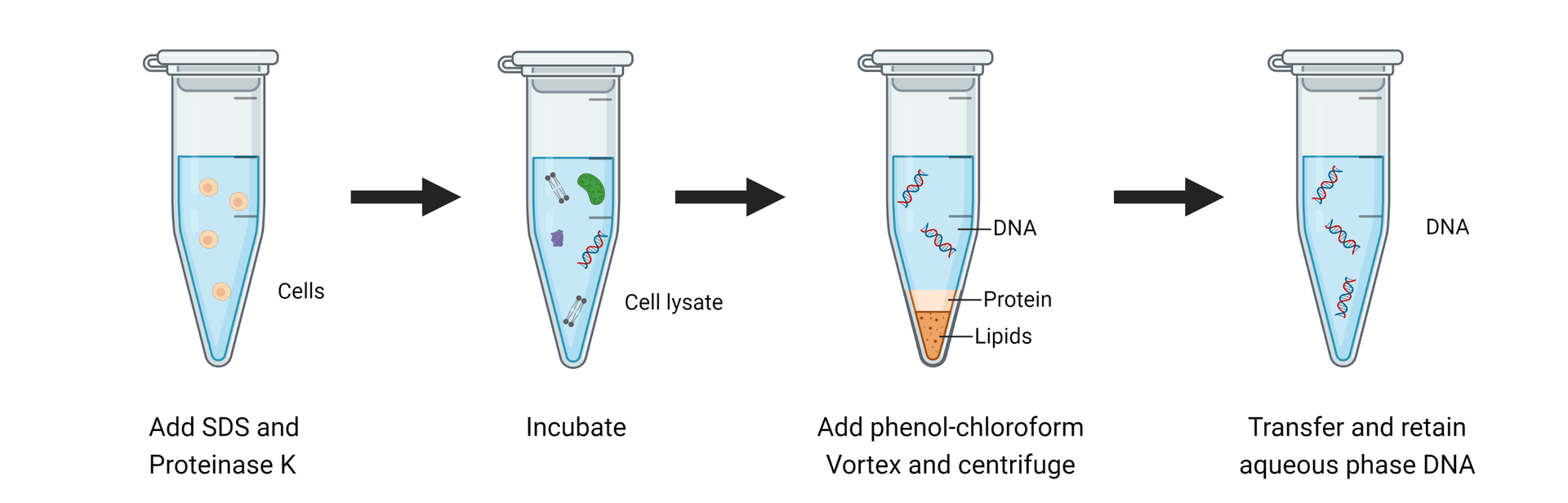 Organic DNA extraction workflow