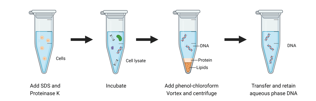 DNA extraction using the phenol:chloroform:isoamyl alcohol (PCIA) method