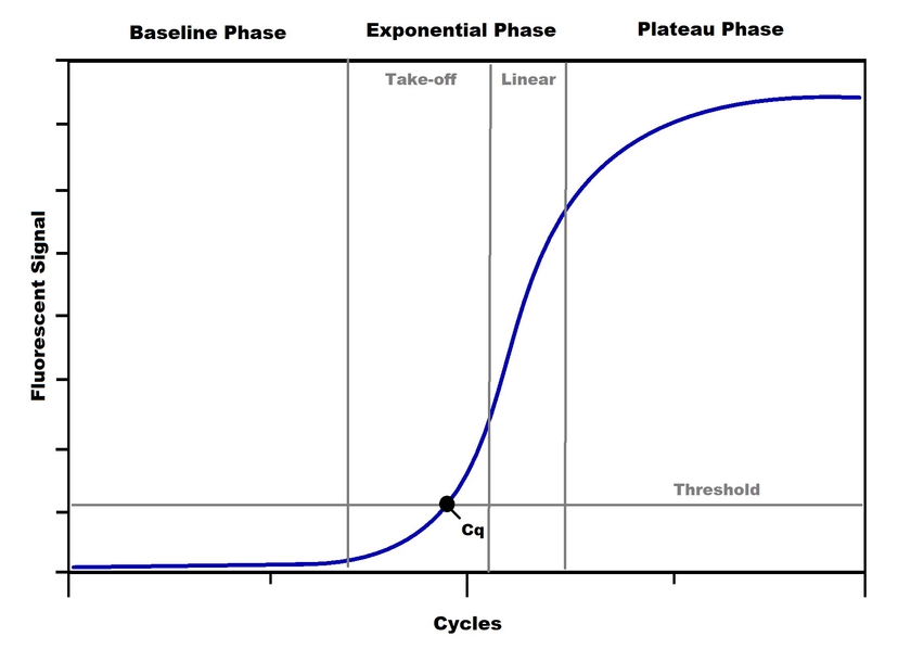 Amplification Curve Phases, Threshold, and Cq Point.