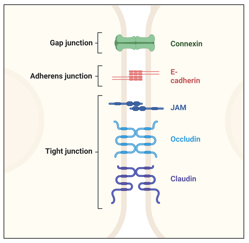 Types of intercellular junctions