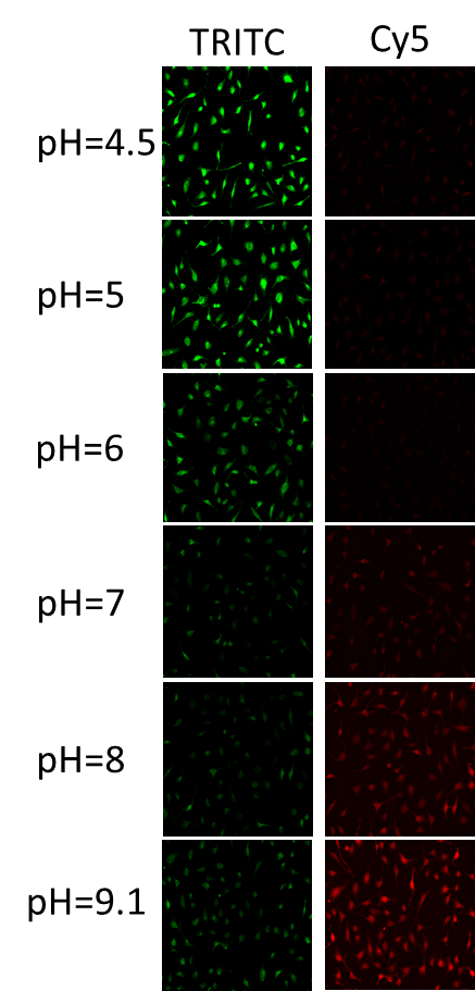 Fluorescence images of live HeLa cells