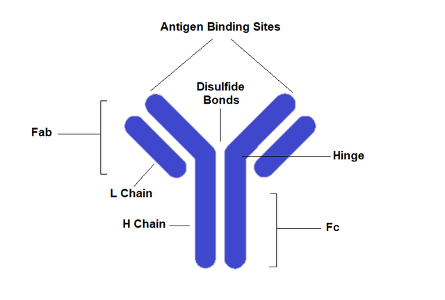 Antibody structure