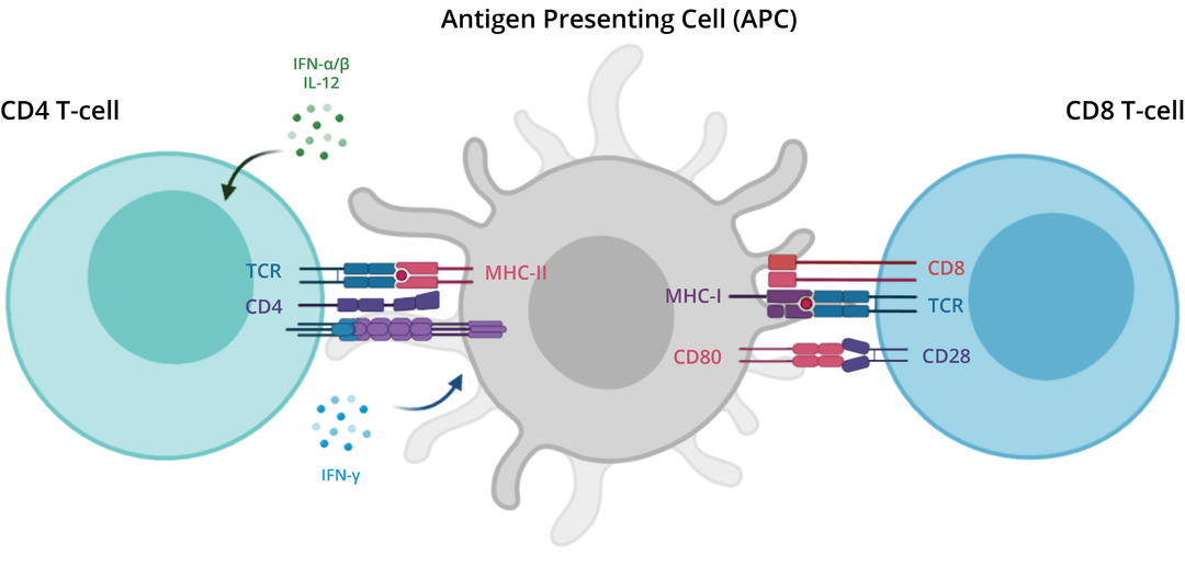 CD4 and CD8 T cell activation