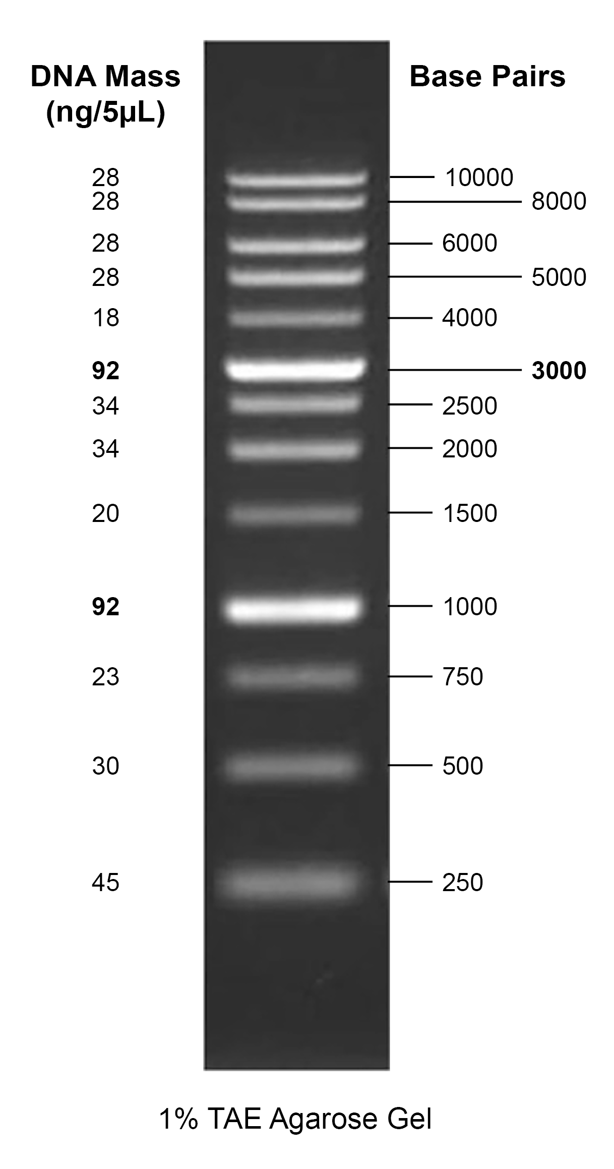 Gelite™ 1 kb DNA Ladder | AAT Bioquest