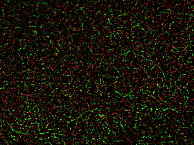 Live or Dead Cell Viability Assays | AAT Bioquest