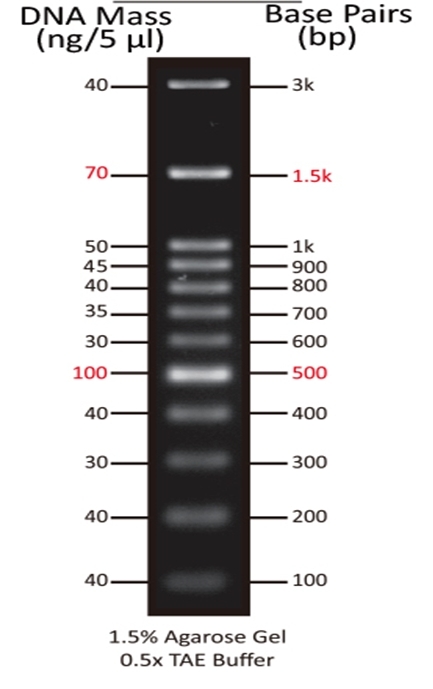 ReadiUse™ 100 bp DNA Ladder | AAT Bioquest