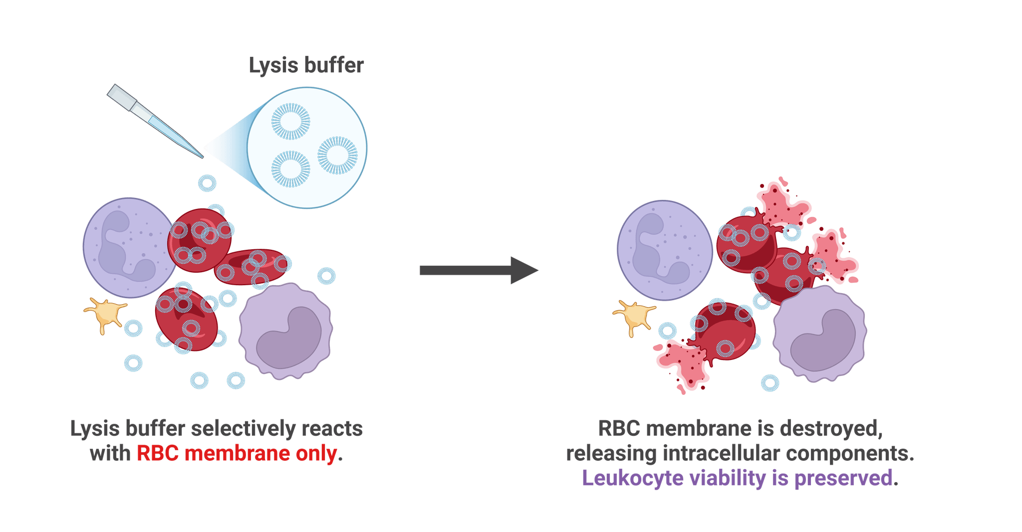 ReadiUse™ RBC Lysis Buffer | AAT Bioquest