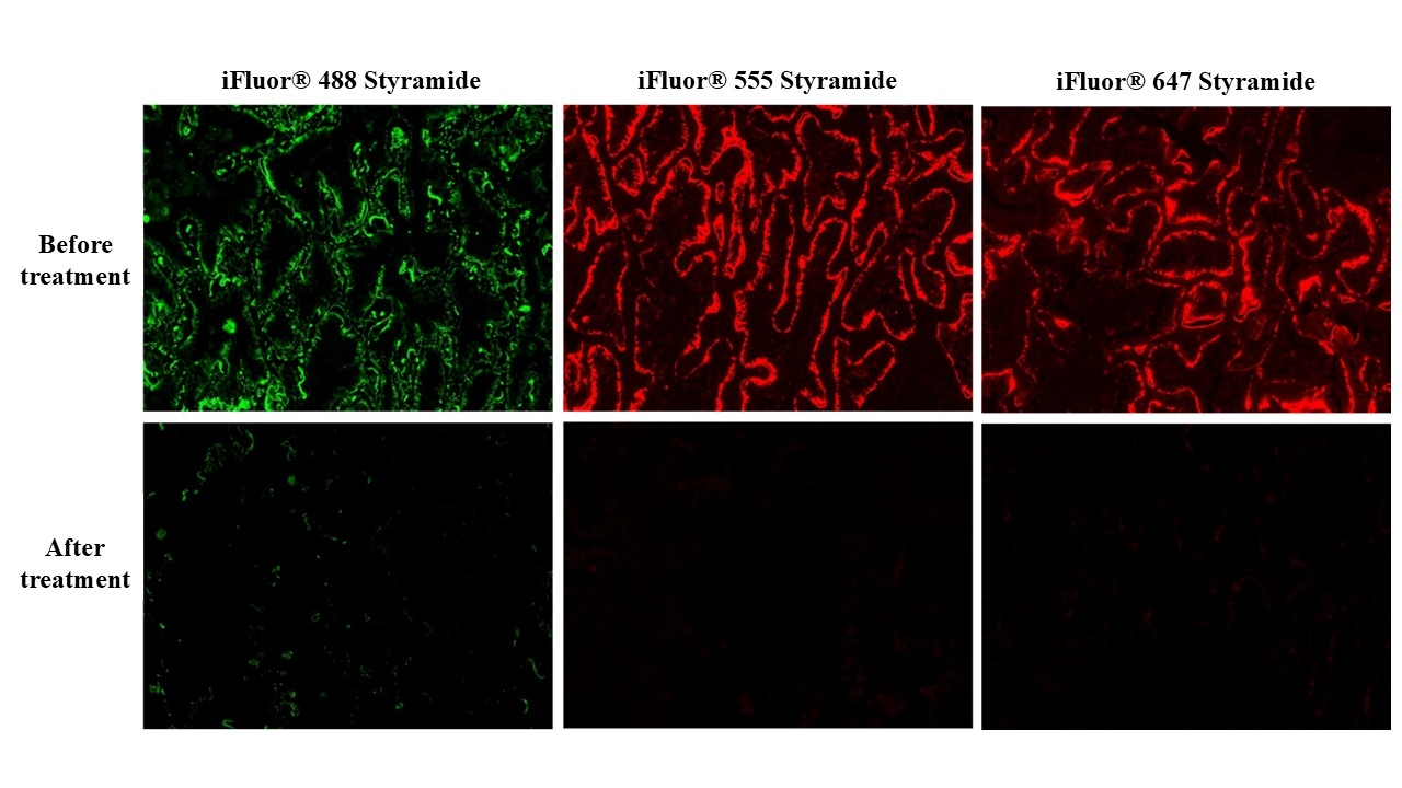 Tsa Staining ReadiUse™ Tyramide (TSA)/Styramide (PSA) Stripping Buffer | AAT Bioquest