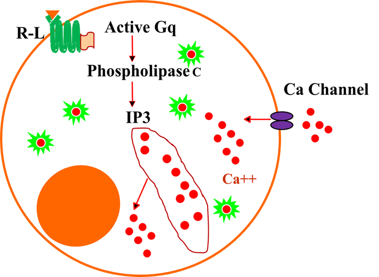 A New Robust Fluorescent Calcium Indicator for Ca2+ Flux Assays in ...