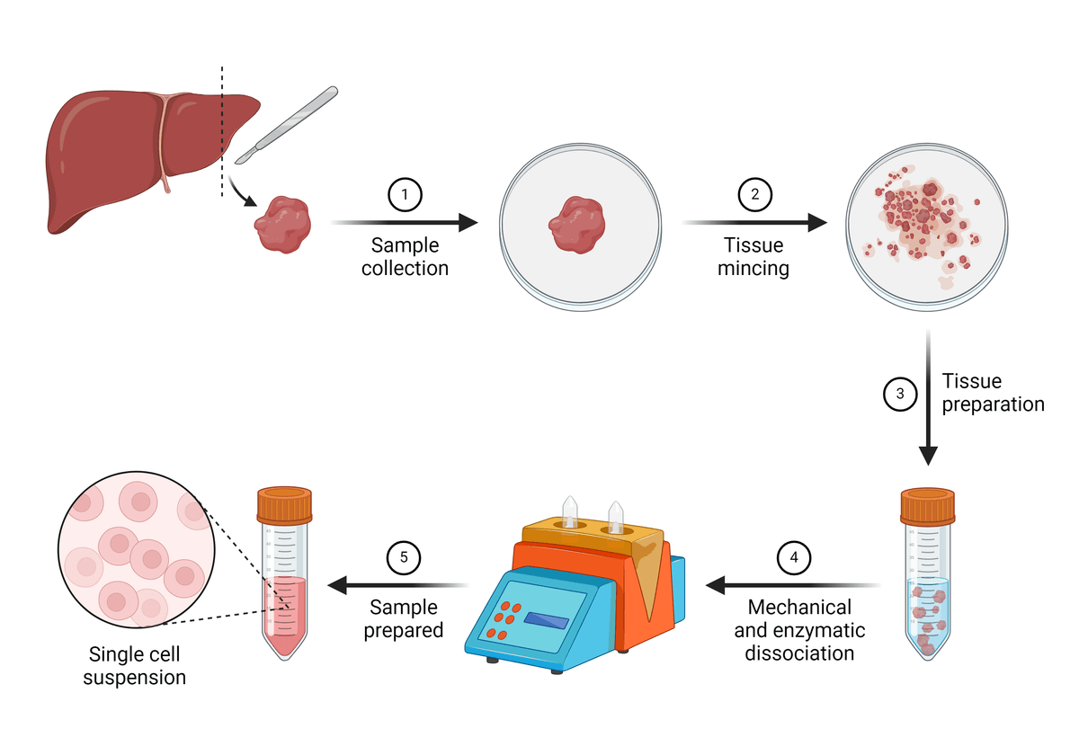 Cell Preparation Considerations and Troubleshooting | AAT Bioquest