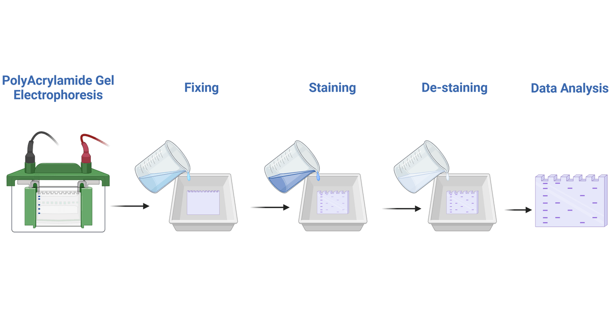 Distaining Protocol for Coomassie Staining | AAT Bioquest