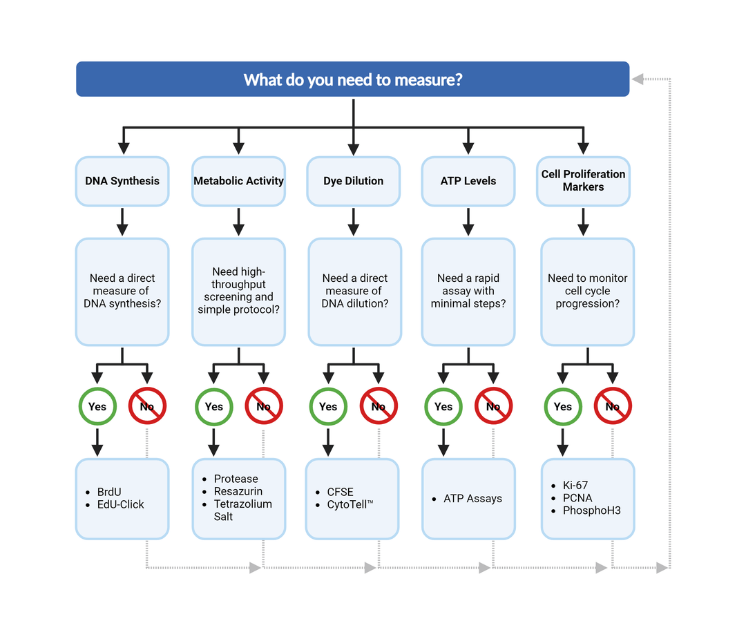 How To Choose Cell Proliferation Assay? | AAT Bioquest