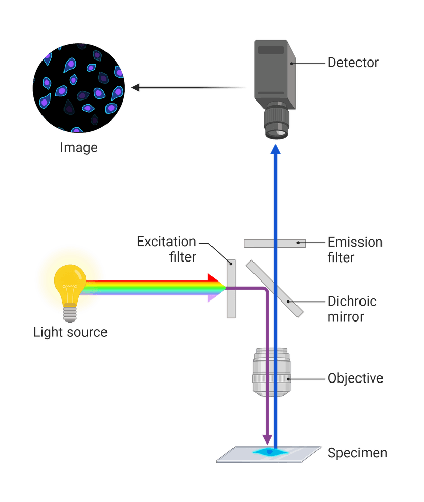 Microscope Method Cellular Fluorescence Microscopy Troubleshooting & Best Practices | AAT ...