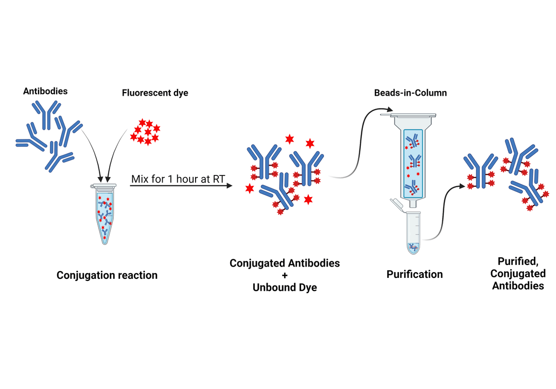 Antibody Conjugation Protocol | AAT Bioquest