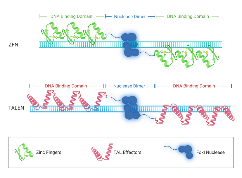 The illustration depicts the mechanism of DNA editing using TALEN and ZFN nucleases, showing how TALEN and ZFN proteins bind to specific DNA sequences and facilitate gene editing through their FokI nuclease domains.