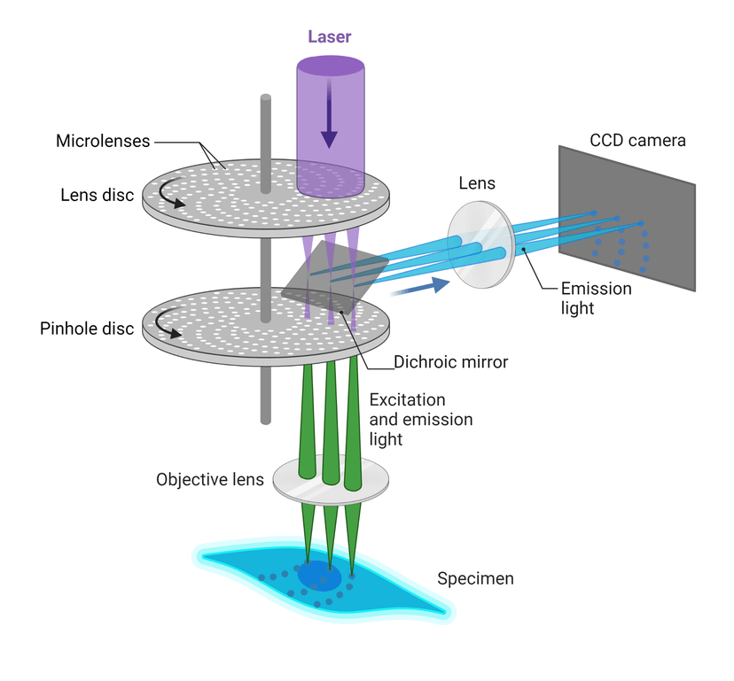 Biological Confocal Microscopy – Confocal Microscopy Resolution – UEUFA